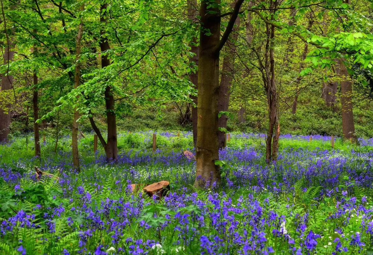 Spring Folly Walks: Where to See Bluebells Around Historic Ruins